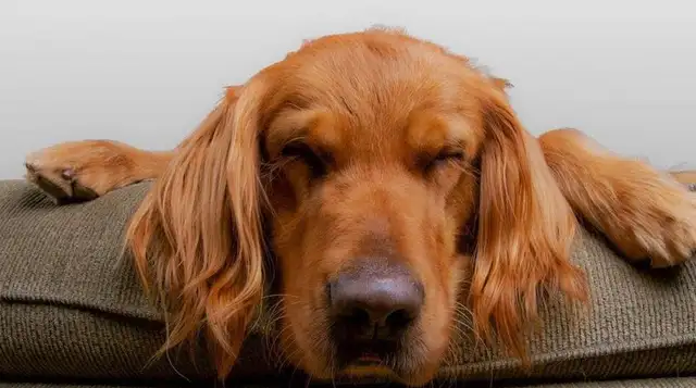 Five kinds of dogs with a very good temper: three stupids, first uncontroversial