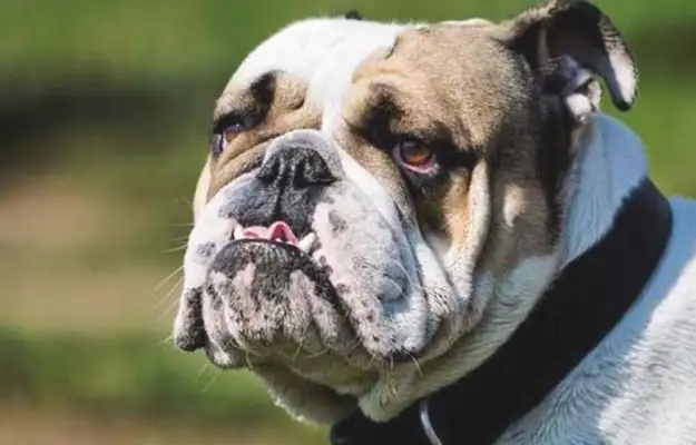 The top ten English names of bulldogs are on the list. Do you want a foreign name for a dog