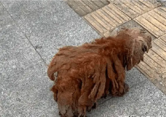 It's painful for the master to think he's too dirty to move
