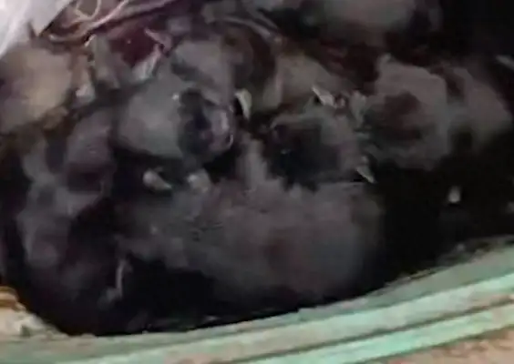 A bunch of fresh-born dogs were thrown out of the trash. The men brought them home to find their nanny