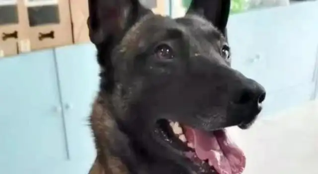 A foster search and rescue dog, with two rows of locks, managed to escape, and was eventually returned by a kind man