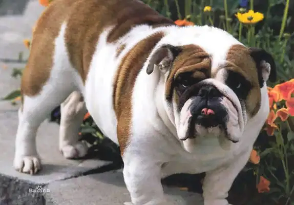 The top ten English names of bulldogs are on the list. Do you want a foreign name for a dog