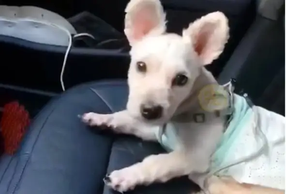 A dog with a broken leg still chooses to believe in humans, and after he's taken care of his life, he's left behind. People
