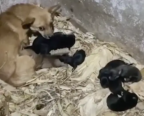 A bunch of fresh-born dogs were thrown out of the trash. The men brought them home to find their nanny