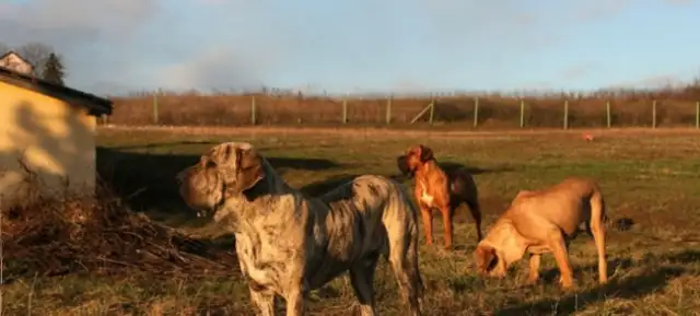 Mysterious dogs in the prison, known for tearing each other's throats
