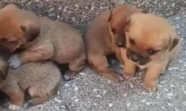 A stray puppy, no mother, no help, no help