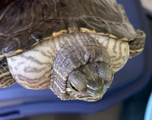 What if the turtle is swollen? Interpretation of judgement and treatment