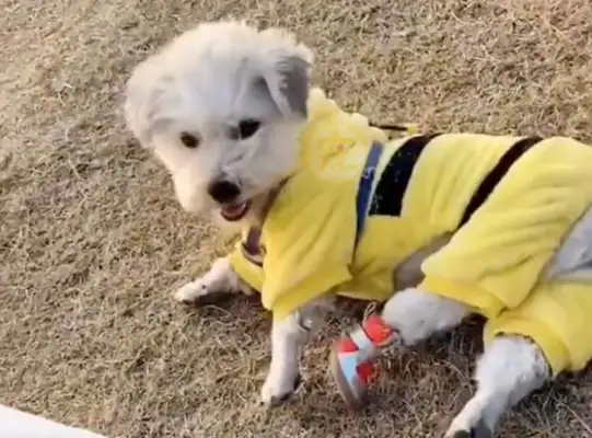 A dog with a broken leg still chooses to believe in humans, and after he's taken care of his life, he's left behind. People