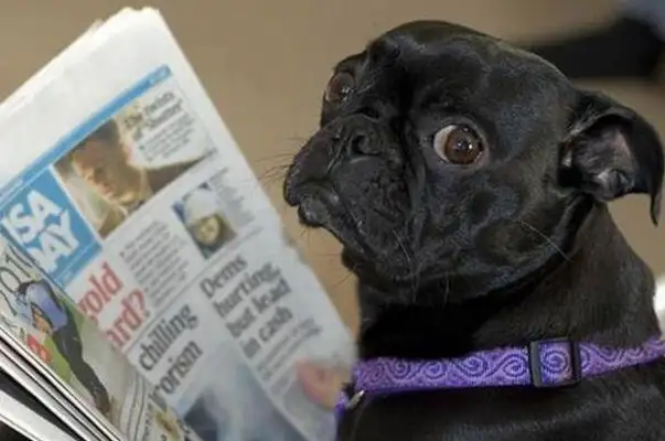 If imitation is the best way to fart, then these dogs will spare no effort!