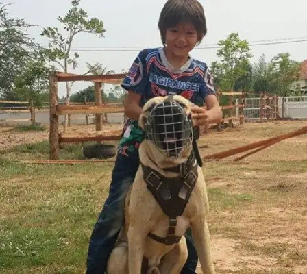 Mysterious dogs in the prison, known for tearing each other's throats