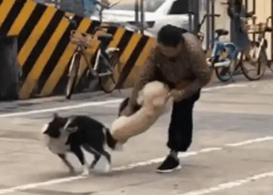 "The dogs are connected! How can we separate them?"