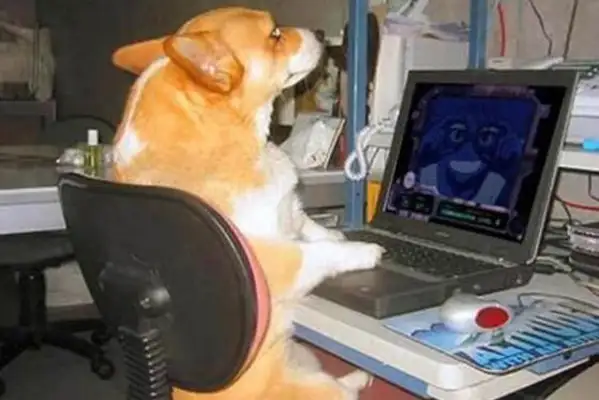 If imitation is the best way to fart, then these dogs will spare no effort!