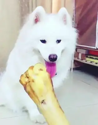 Men teach dogs to read, they eat with a bone stick, and dogs do it for better