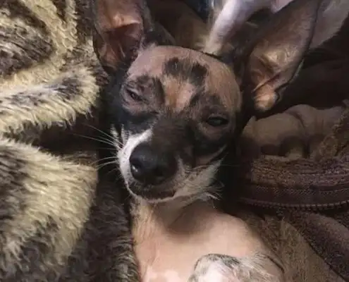 Dogs are born bald and abandoned, super-hot Brother Wang is sick, dog: not alone with you