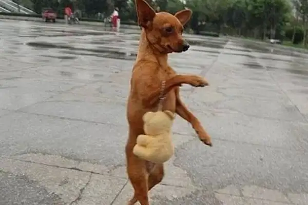 If imitation is the best way to fart, then these dogs will spare no effort!