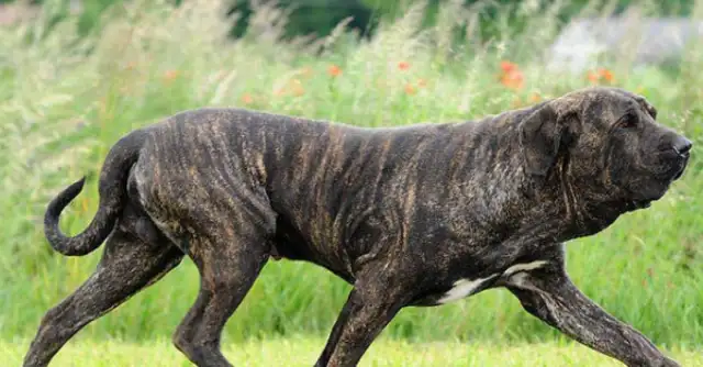 Mysterious dogs in the prison, known for tearing each other's throats