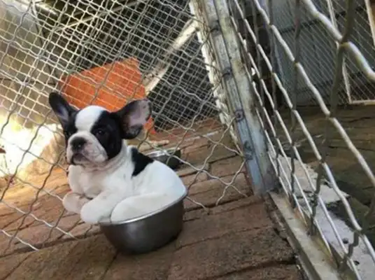 The owner used the pot to feed the dog, but the dog misunderstood the role of the owner, and then it was too cute