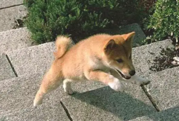The master bought a new meal for the dog, and now when we get to the hotel, the dog gets more careful