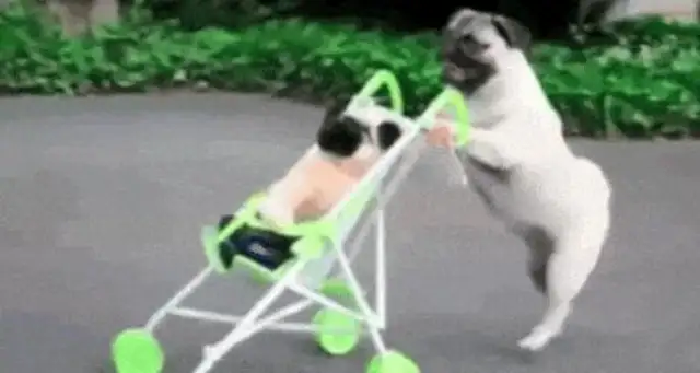 If imitation is the best way to fart, then these dogs will spare no effort!