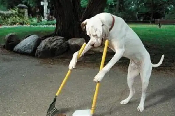 If imitation is the best way to fart, then these dogs will spare no effort!
