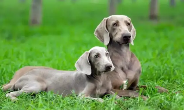 Does it hurt to squeeze the dog's anus