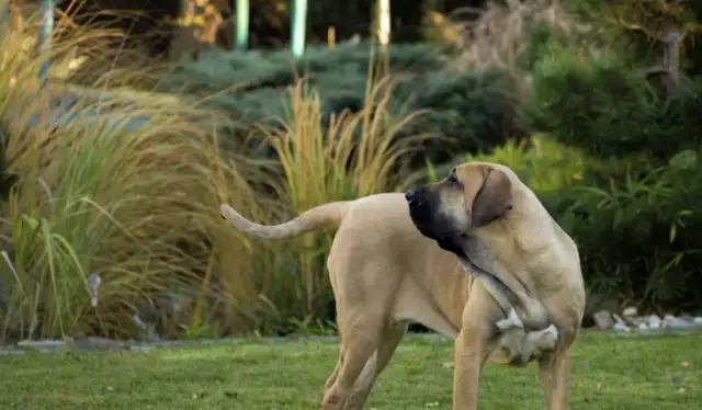 Mysterious dogs in the prison, known for tearing each other's throats