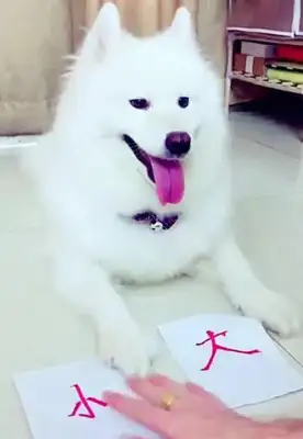 Men teach dogs to read, they eat with a bone stick, and dogs do it for better