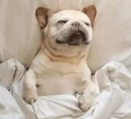 If imitation is the best way to fart, then these dogs will spare no effort!