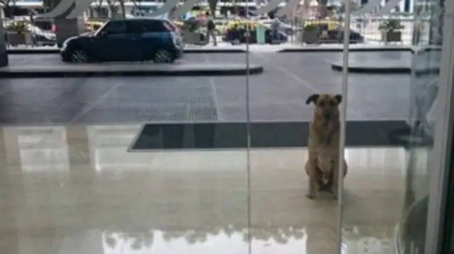 The dog's in love with the German flight attendant