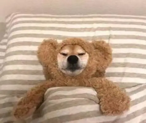If imitation is the best way to fart, then these dogs will spare no effort!