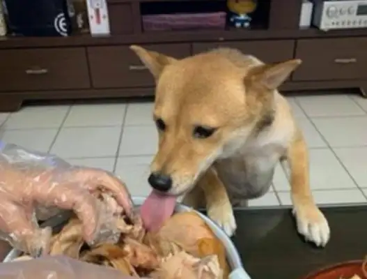 The dog licked the roasted chicken leg with his tongue while his master wasn't watching
