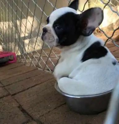 The owner used the pot to feed the dog, but the dog misunderstood the role of the owner, and then it was too cute