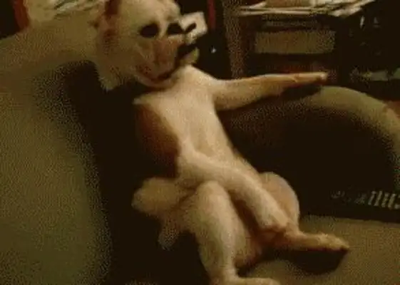 If imitation is the best way to fart, then these dogs will spare no effort!