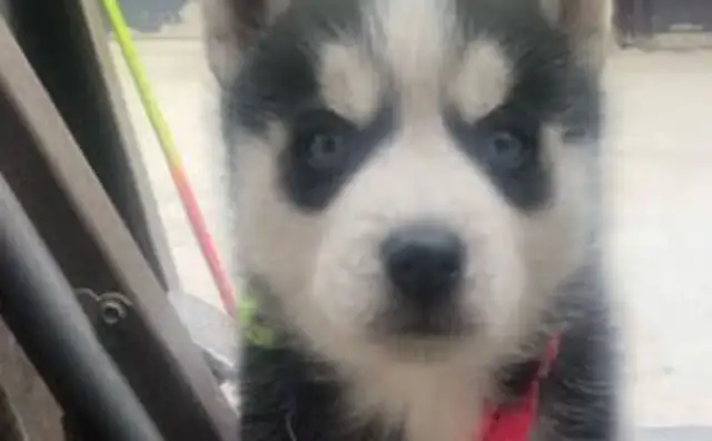 A stray dog came to my house, and after two days, the man turned his hands and sold it