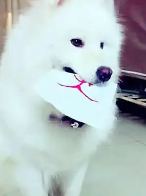 Men teach dogs to read, they eat with a bone stick, and dogs do it for better