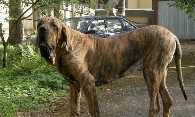 Mysterious dogs in the prison, known for tearing each other's throats