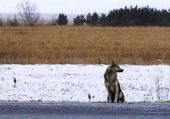 The owner died in a car accident, and the Siberian version of "Thou Dynasty 8" has been waiting on the side of the road for two years