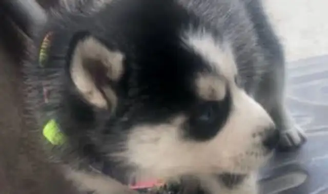 A stray dog came to my house, and after two days, the man turned his hands and sold it
