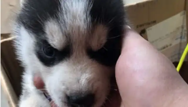 A stray dog came to my house, and after two days, the man turned his hands and sold it