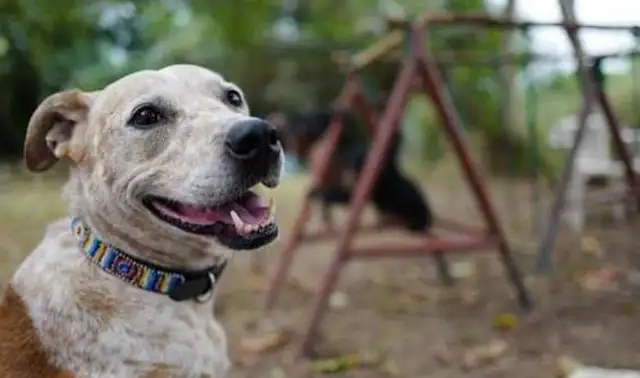 How do chimpanzees protect dogs