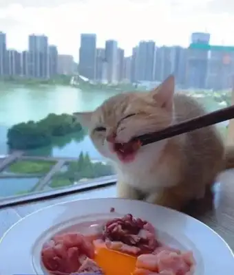 What's a cat's health? What's a cat's color