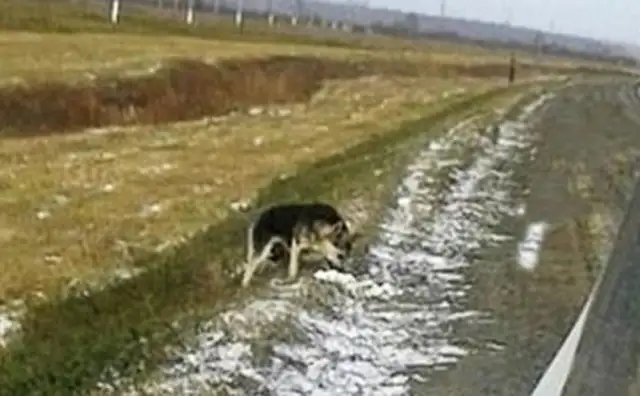 The owner died in a car accident, and the Siberian version of
