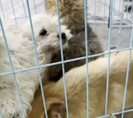 These dog traffickers are terrible, and they're pathetic;