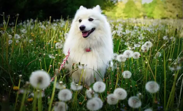 Shenzhen Samoye fixed the price of a dog-to-do? A 55-day dog training programme customized for a funny pet