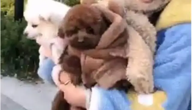 "My dog is more expensive than your baby."