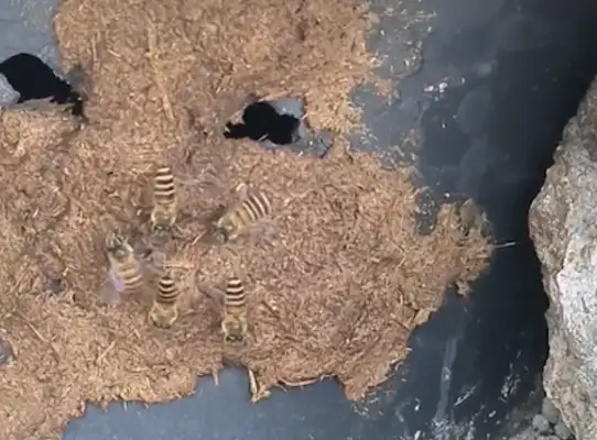 The web-friendly bee beats wings with the dogs, and they get swollen, so forgive me for laughing