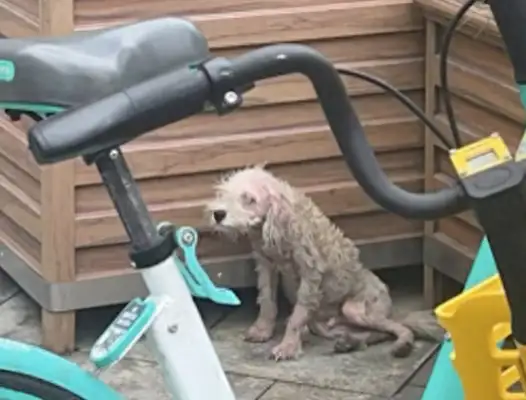 A stray dog on Chengdu Chun Hee's way, who's being rejected for sickness and is sore