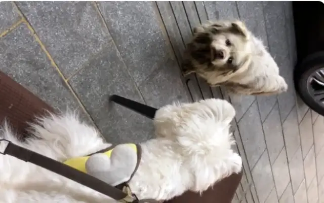 That shivering stray dog, don't worry about starving
