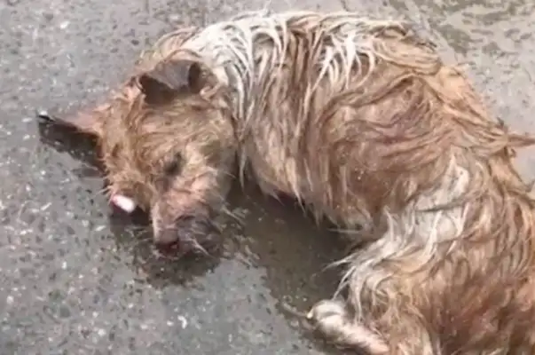 The stray dog was hit by a car in the rain, with multiple fractures of his neck