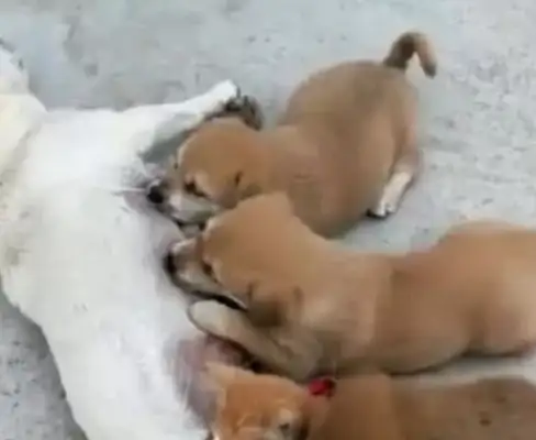 You know, the baby dog's got a problem with breast-milk and he's always here